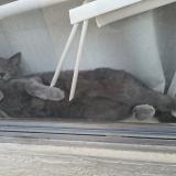 Photo de chat perdu à Phoenix