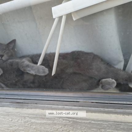 Photo 1/1 Panic Chat perdu à Phoenix