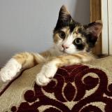 Photo de chat perdu à Angouleme