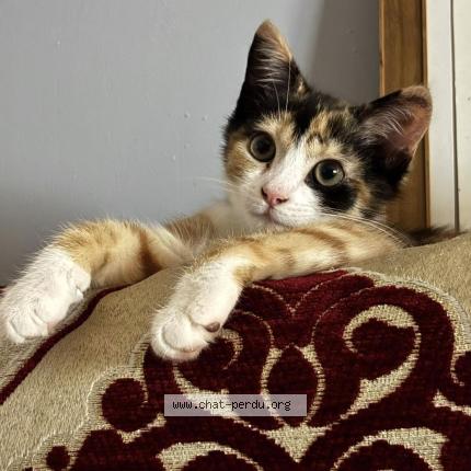 Photo 1/1 Lilie Chat perdu à Angouleme