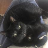 Photo de chat perdu à Change