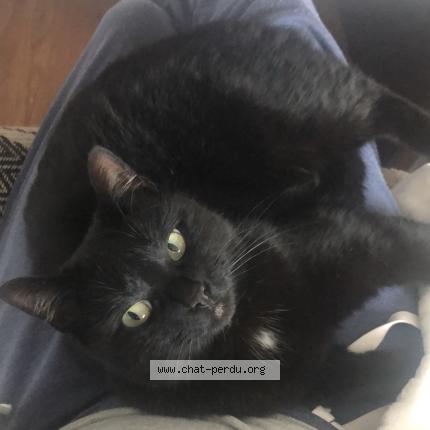Photo 1/1 Niniche Chat perdu à Change