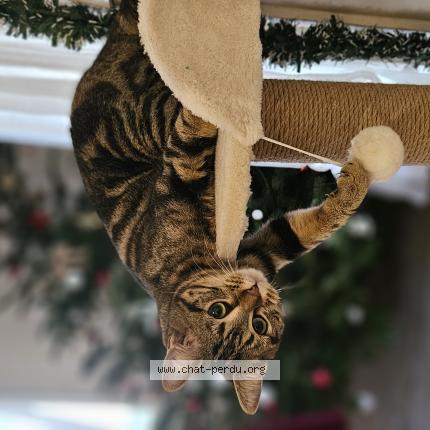 Photo 1/1 Ayla Chat perdu à Roumare