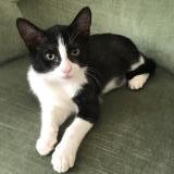 Photo de chat perdu à Rochecorbon