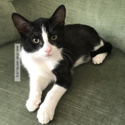 Photo 1/1 Zéphyr Chat perdu à Rochecorbon