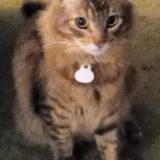 Photo de chat perdu à Costa Mesa