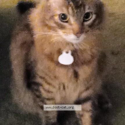 Photo 1/1 Ziggy Chat perdu à Costa mesa