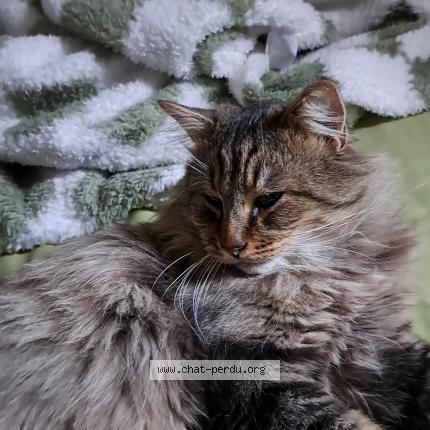 Photo 1/1 Zyggy Chat perdu à Roubaix