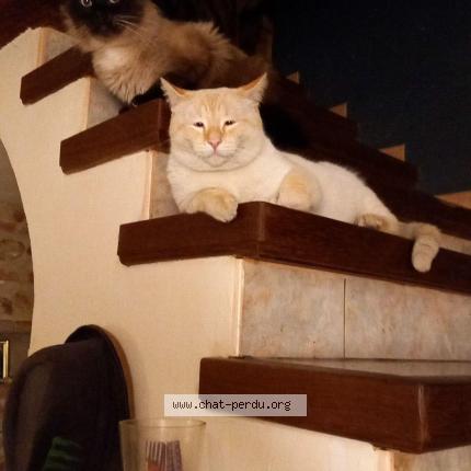 Photo 1/1 Chambala Chat perdu à Fougax et barineuf