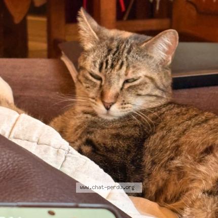 Photo 1/1 Chat retrouvé Perdu à Sainte marie