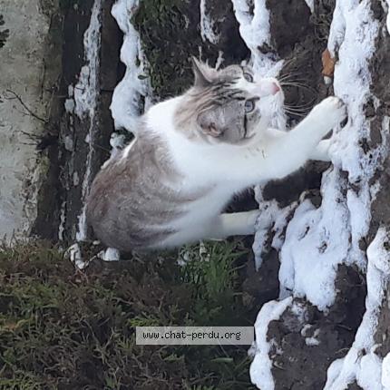 Photo 1/1 Merlin Chat perdu à St jean le blanc