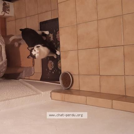 Photo 1/1 Chat retrouvé Perdu à Barnay
