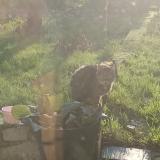 Photo de chat trouvé à Blainville Sur Orne