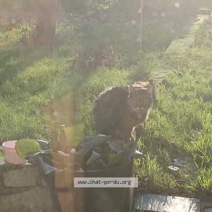 Photo 1/2 Chat retrouvé Trouvé à Blainville sur orne