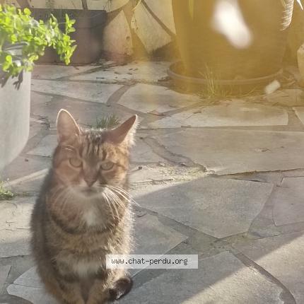 Photo 2/2 Chat retrouvé Trouvé à Blainville sur orne