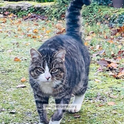 Photo 1/1 Chat trouvé Trouvé à Chantonnay