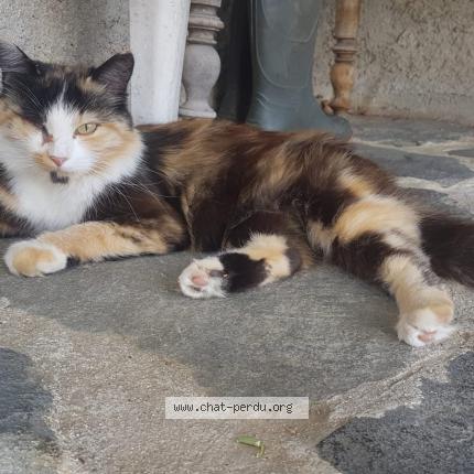 Photo 1/1 Cassiopée Chat perdu à Valence