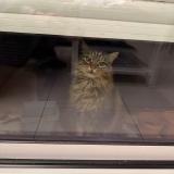 Photo de chat perdu à Saint Xandre