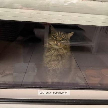 Photo 1/1 Bichette Chat perdu à Saint xandre