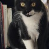 Photo de chat perdu à Aubagne