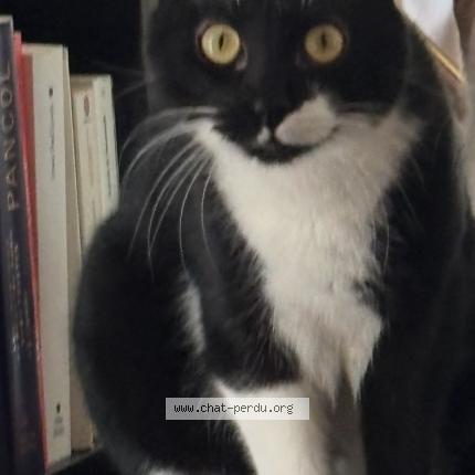 Photo 1/1 Chat retrouvé Perdu à Aubagne