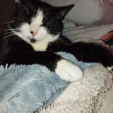 Photo de chat perdu à Magny Vernois