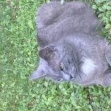 Photo de chat perdu à Gardanne