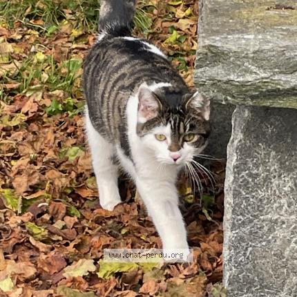 Photo 1/1 KOGUI Chat perdu à Payerne