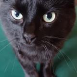 Photo de chat perdu à Les Clayes Sous Bois