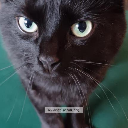 Photo 1/1 Simba Chat perdu à Les clayes sous bois