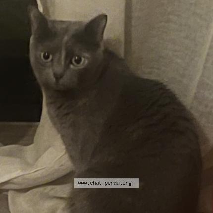 Photo 1/1 Minette Chat perdu à Vern sur seiche