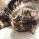 Photo de chat perdu à Equeurdreville