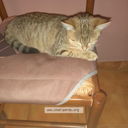 Photo 1/1 Poukette Chat perdu à Mezieres sur ponthouin