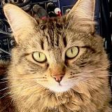 Photo de chat perdu à Toulouse