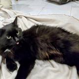 Photo de chat trouvé à Montreal