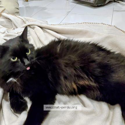 Photo 1/1 Chat trouvé Trouvé à Montreal