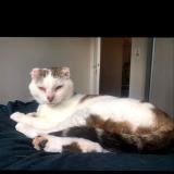 Photo de chat perdu à Treguidel