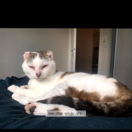 Photo 1/1 Django Chat perdu à Treguidel