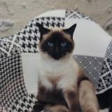 Photo de chat perdu à La Chatre