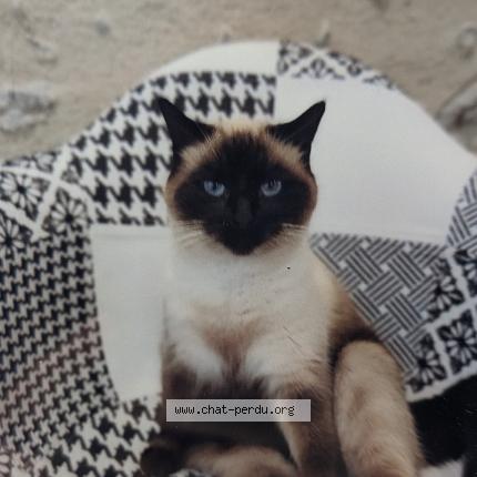 Photo 1/1 Oust Chat perdu à La chatre