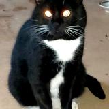 Photo de chat trouvé à Saint Nazaire