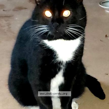 Photo 1/1 Chat trouvé Trouvé à Saint nazaire