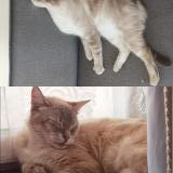 Photo de chat perdu à Dpyet