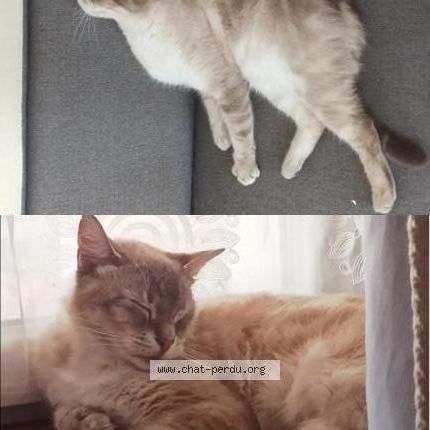 Photo 1/1 Youki Chat perdu à Dpyet