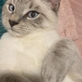 Photo de chat perdu à Charleville Mezieres