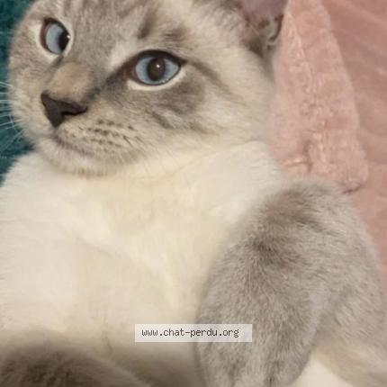 Photo 1/1 Robin Chat perdu à Charleville mezieres