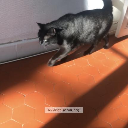 Photo 1/1 Chat retrouvé Perdu à Laragne Monteglin
