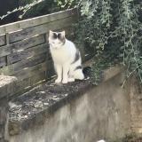 Photo de chat perdu à Neufchateau