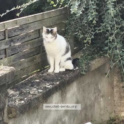 Photo 1/1 Chat retrouvé Perdu à Neufchateau