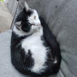 Photo de chat trouvé à Fresno